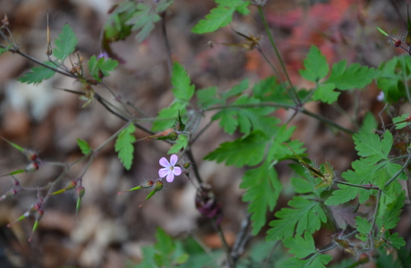 Stinkender Storchenschnabel, Ruprechts-Storchenschnabel (Geranium robertianum) - © Bernard Wieser